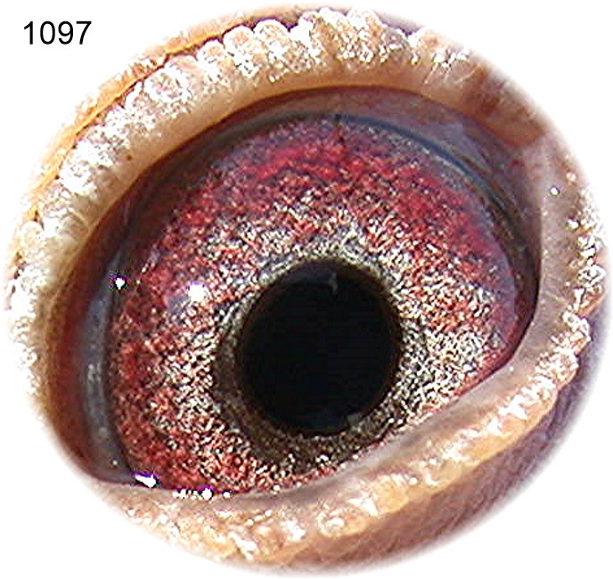 Preview Image 3