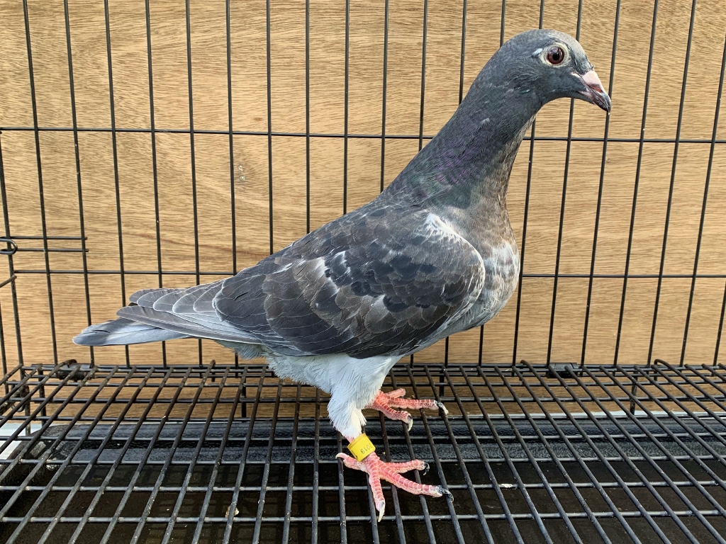 『The Pigeon』 Helmut & Alfons Klaas (Rietberg, DE): a textbook example of