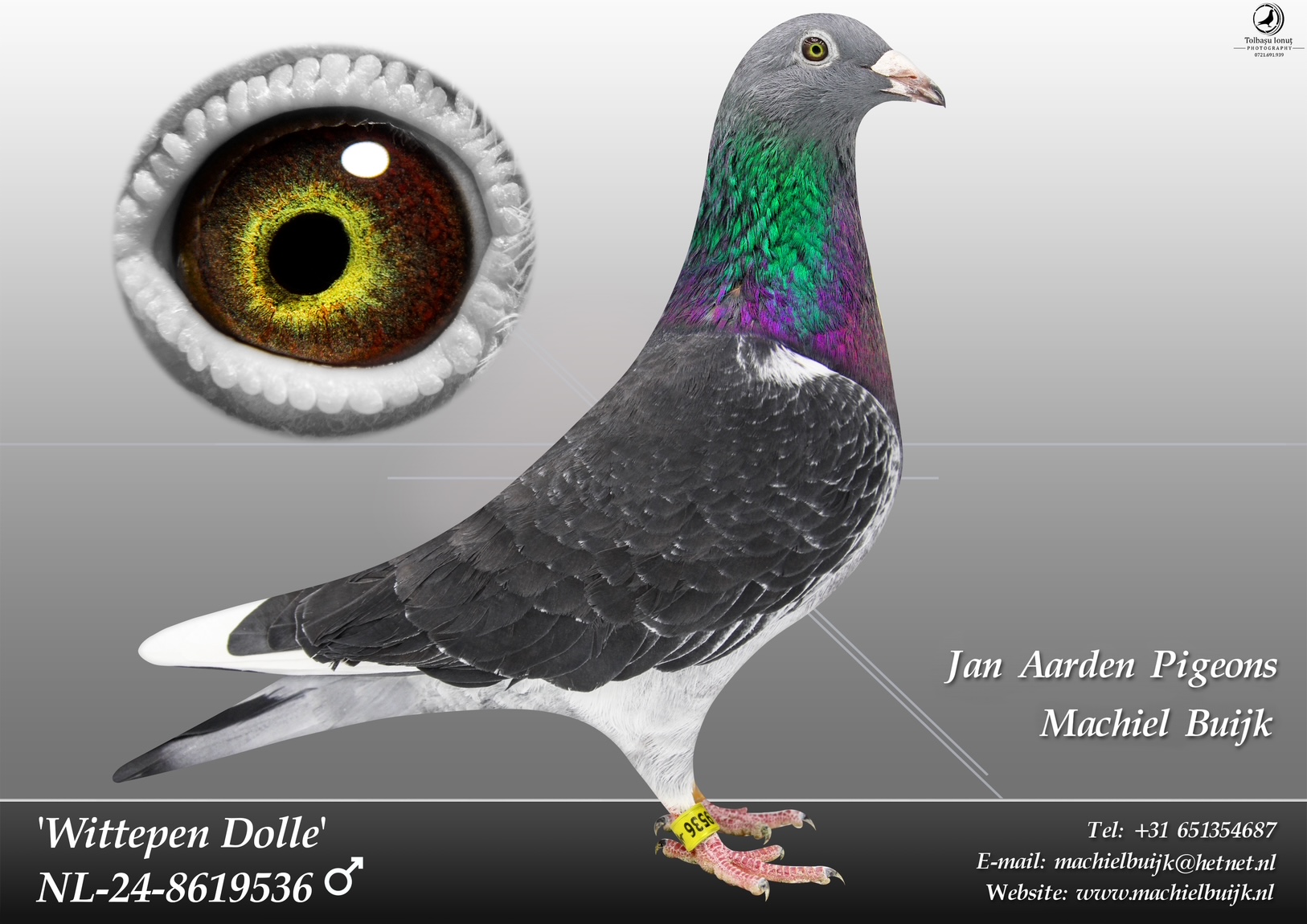 NL 24-8619536 Wittepen Dolle