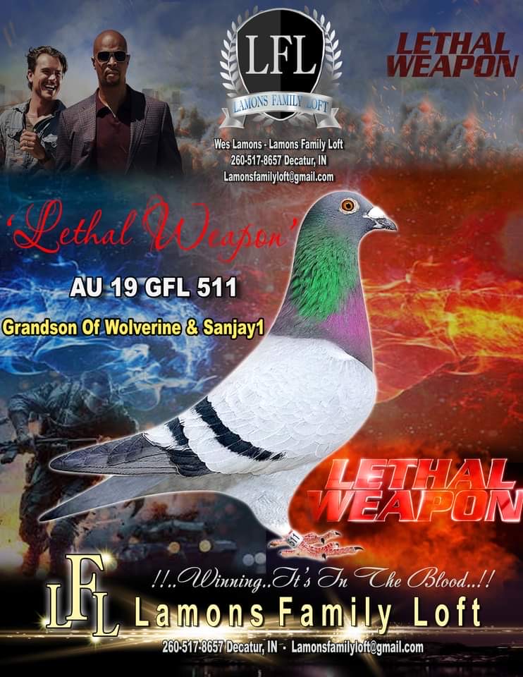 GFL 511-2019 “Cock”