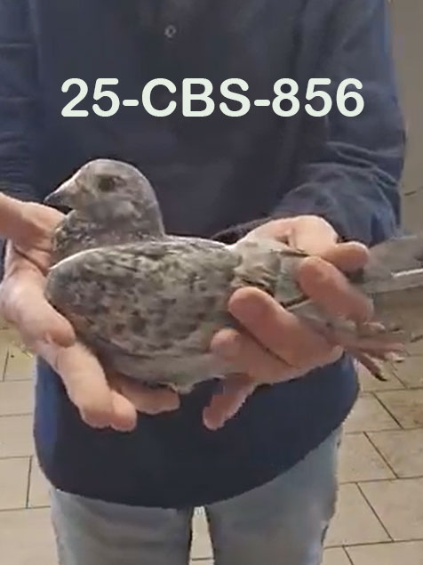 25-CBS-856 Grizzle cock. 