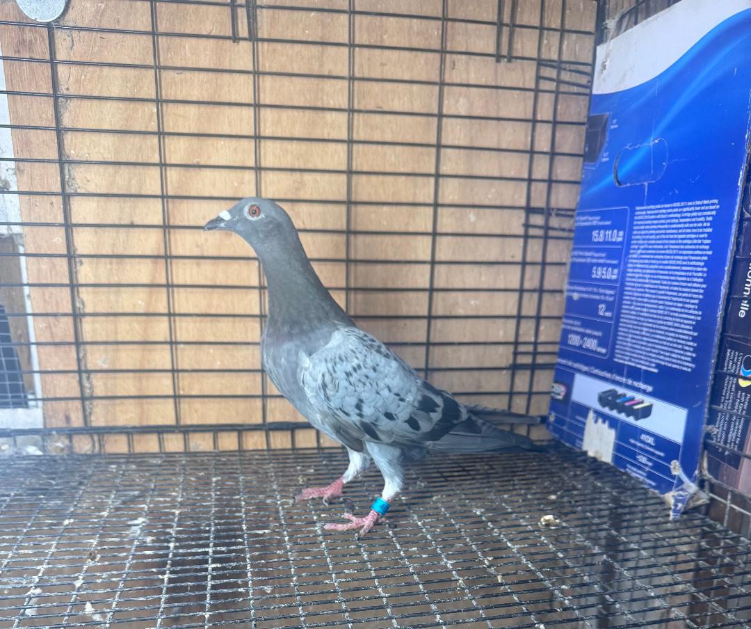 401 BC WOLVERINE HEN