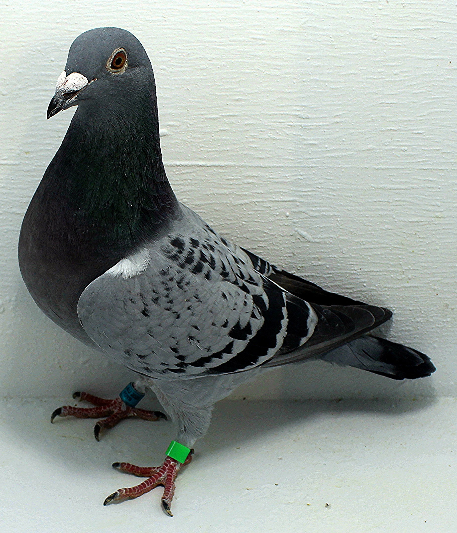 AU 20166 AA 2025 Pure Gurnay