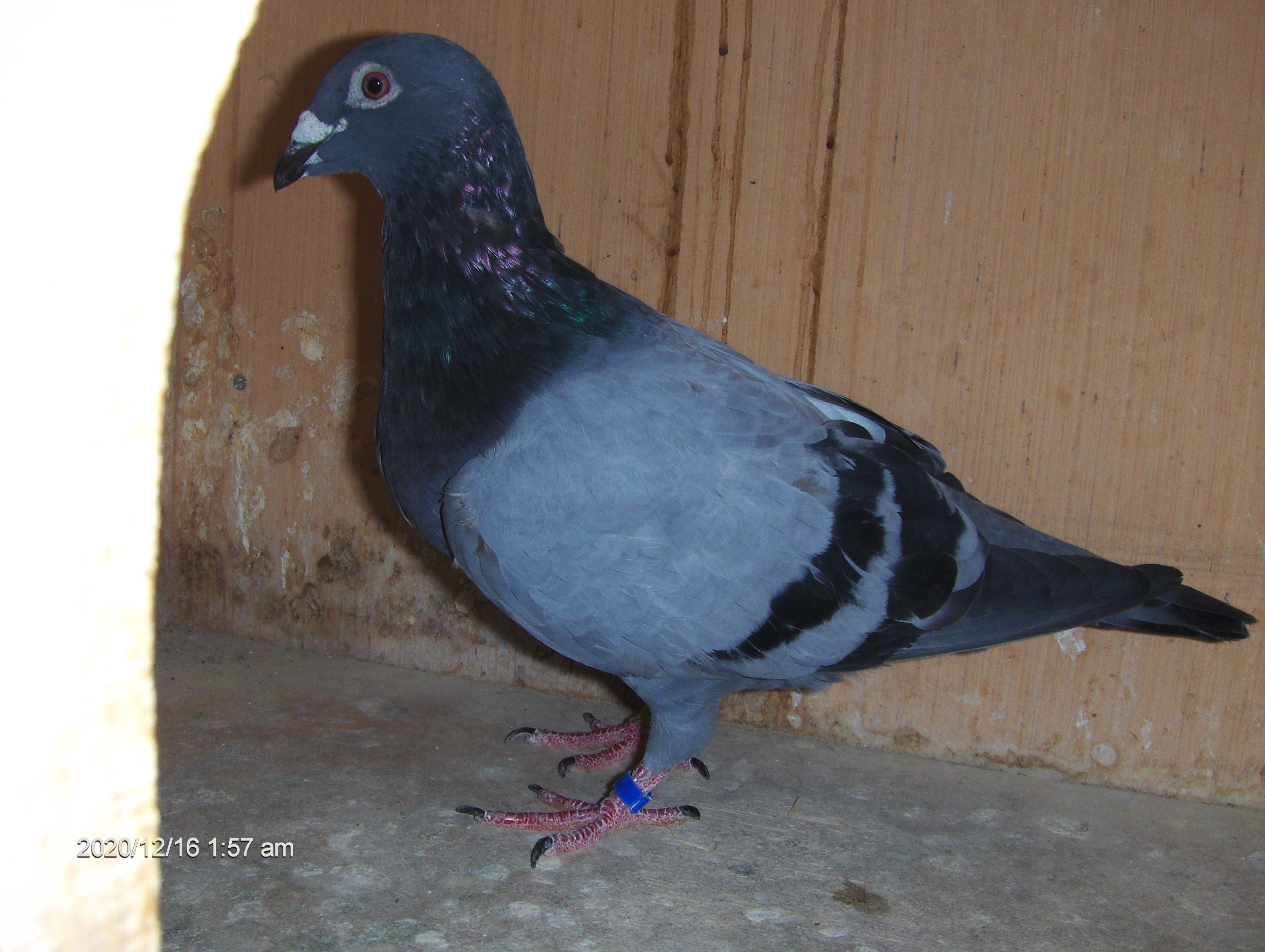 AU-23-ARPU-71630—BLUE BAR COCK