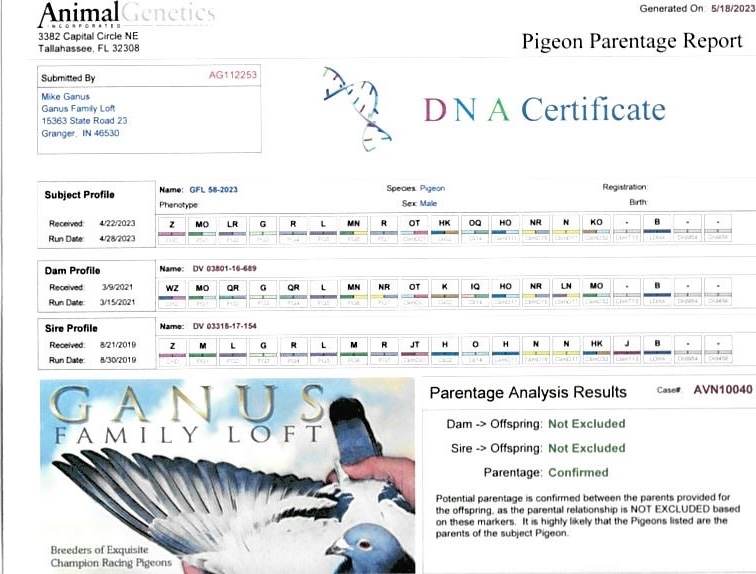 GFL 58-2023 – THOMAS 6 and ROMARIO bloodlines.  