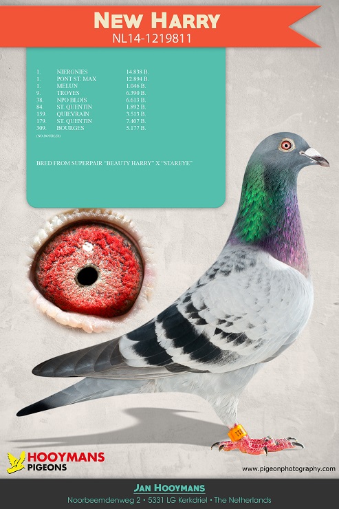 Preview Image 6