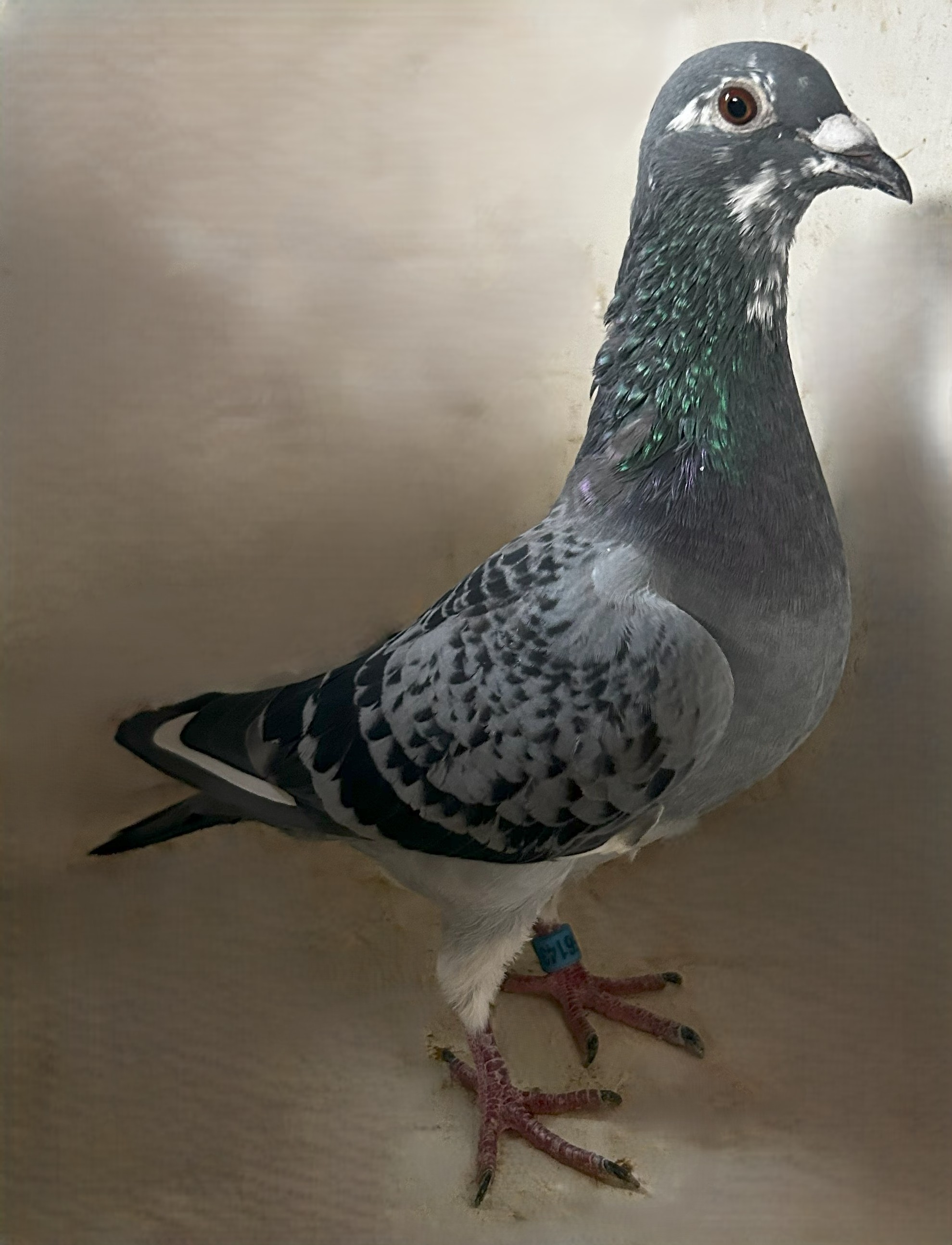 2025 Neil 56143 Inbreed Best Kittel BC SPL Hen