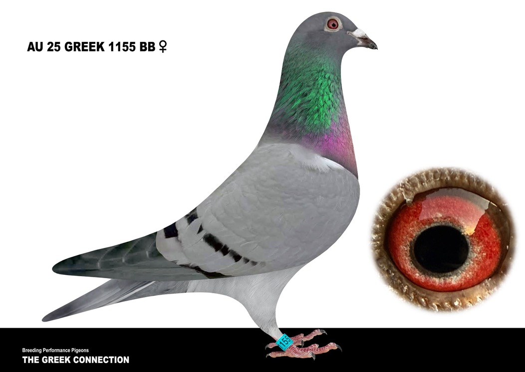 AU 25 GREEK 1155 BB HEN