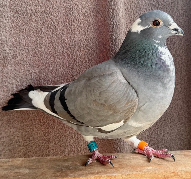 AU 2025 ARPU 112621 BLUE SPLASH