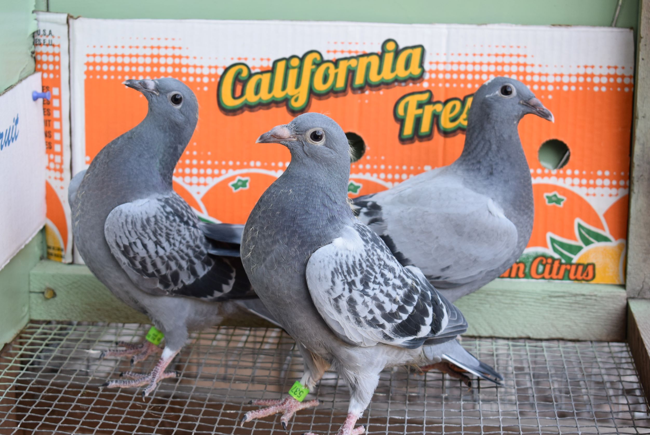 iPigeon.com - Racing Pigeon Auction