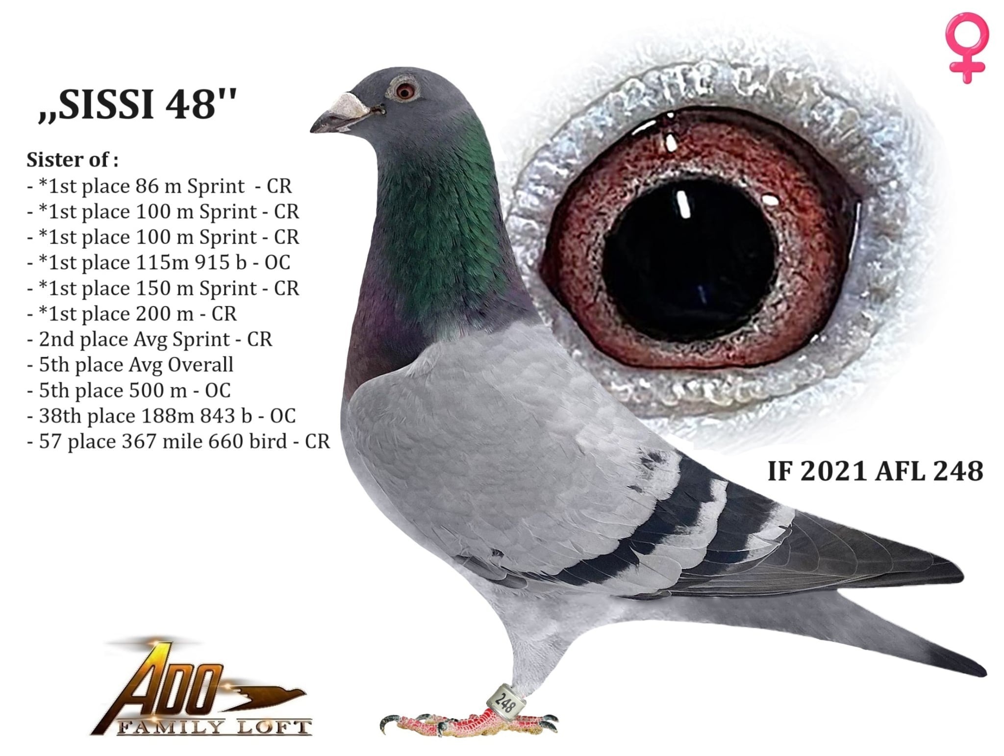 IF 2021 AFL 248