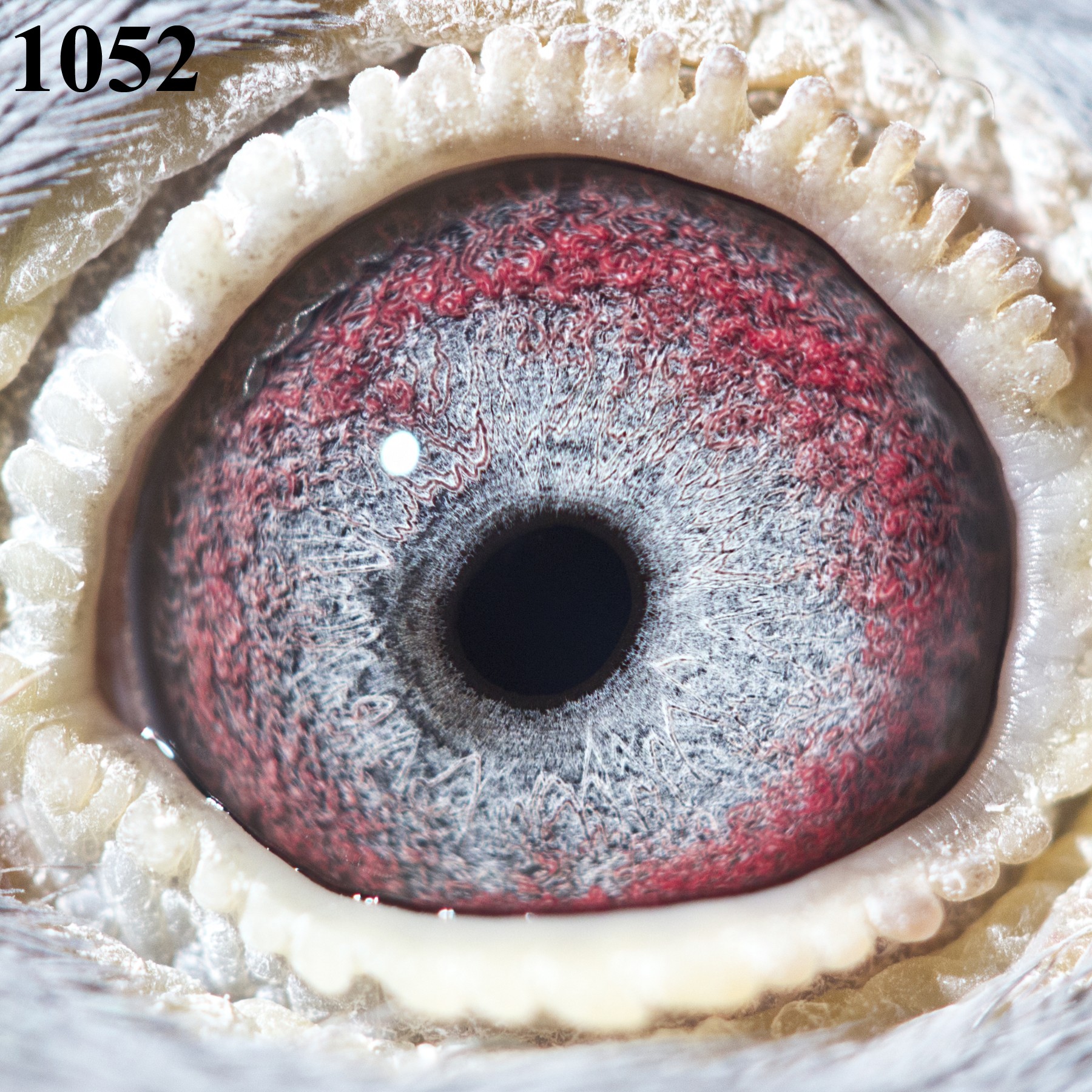Preview Image 3