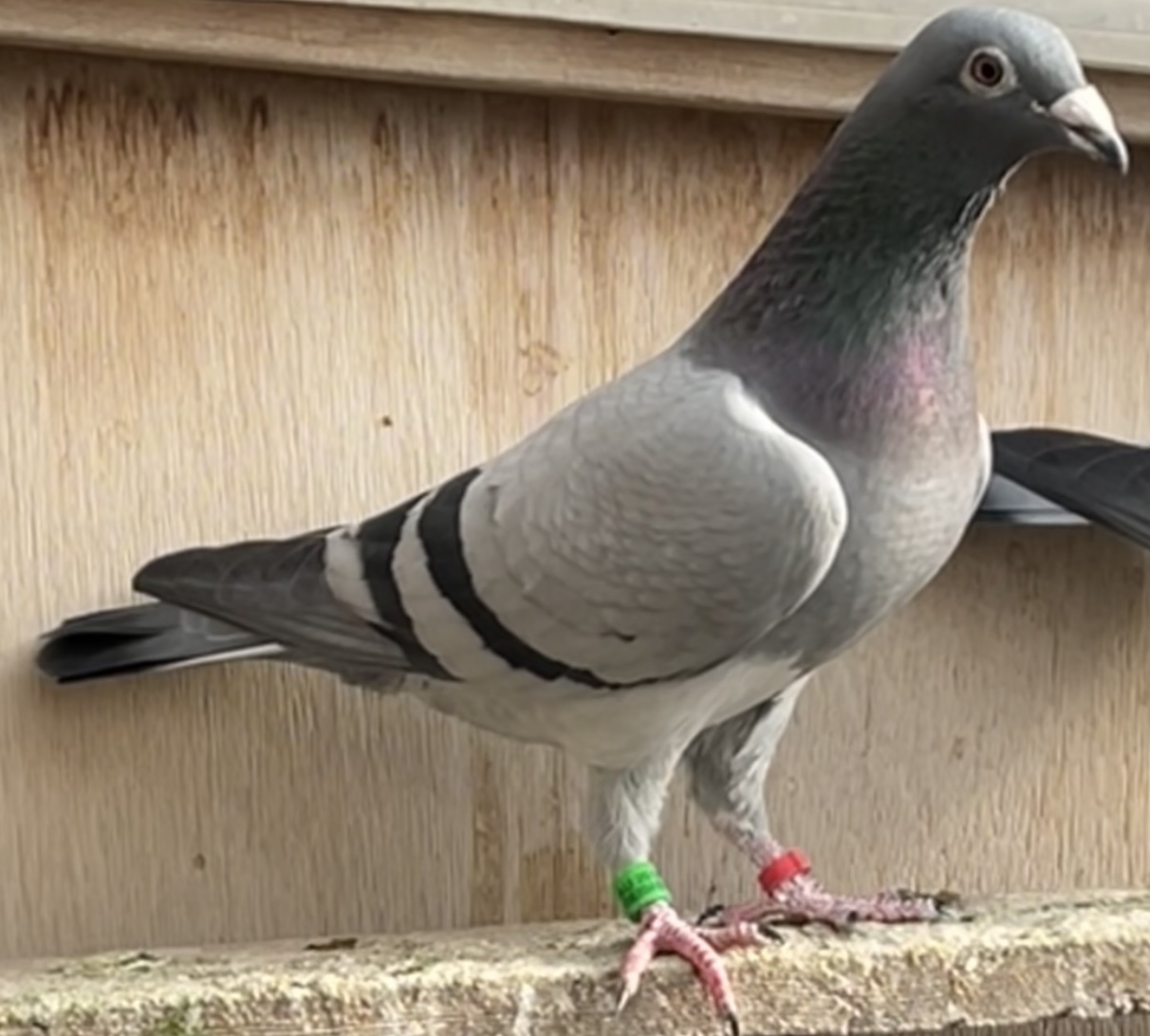 iPigeon.com - Racing Pigeon Auction