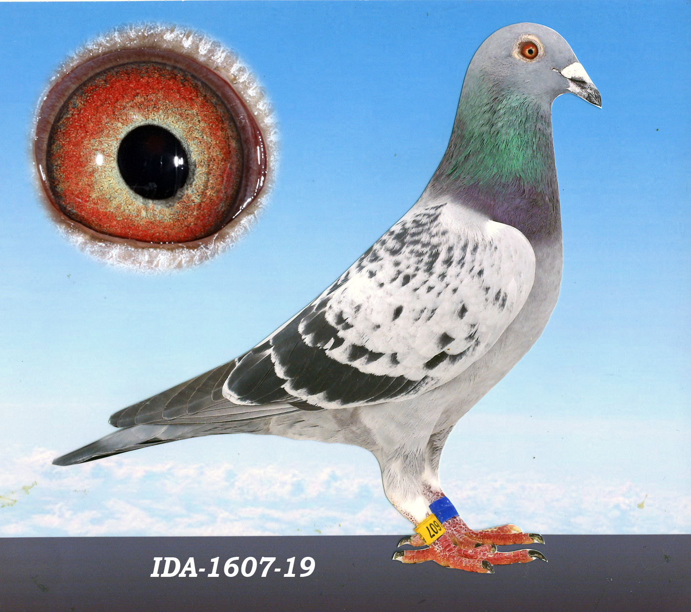 IDA-1607-19 BC COCK