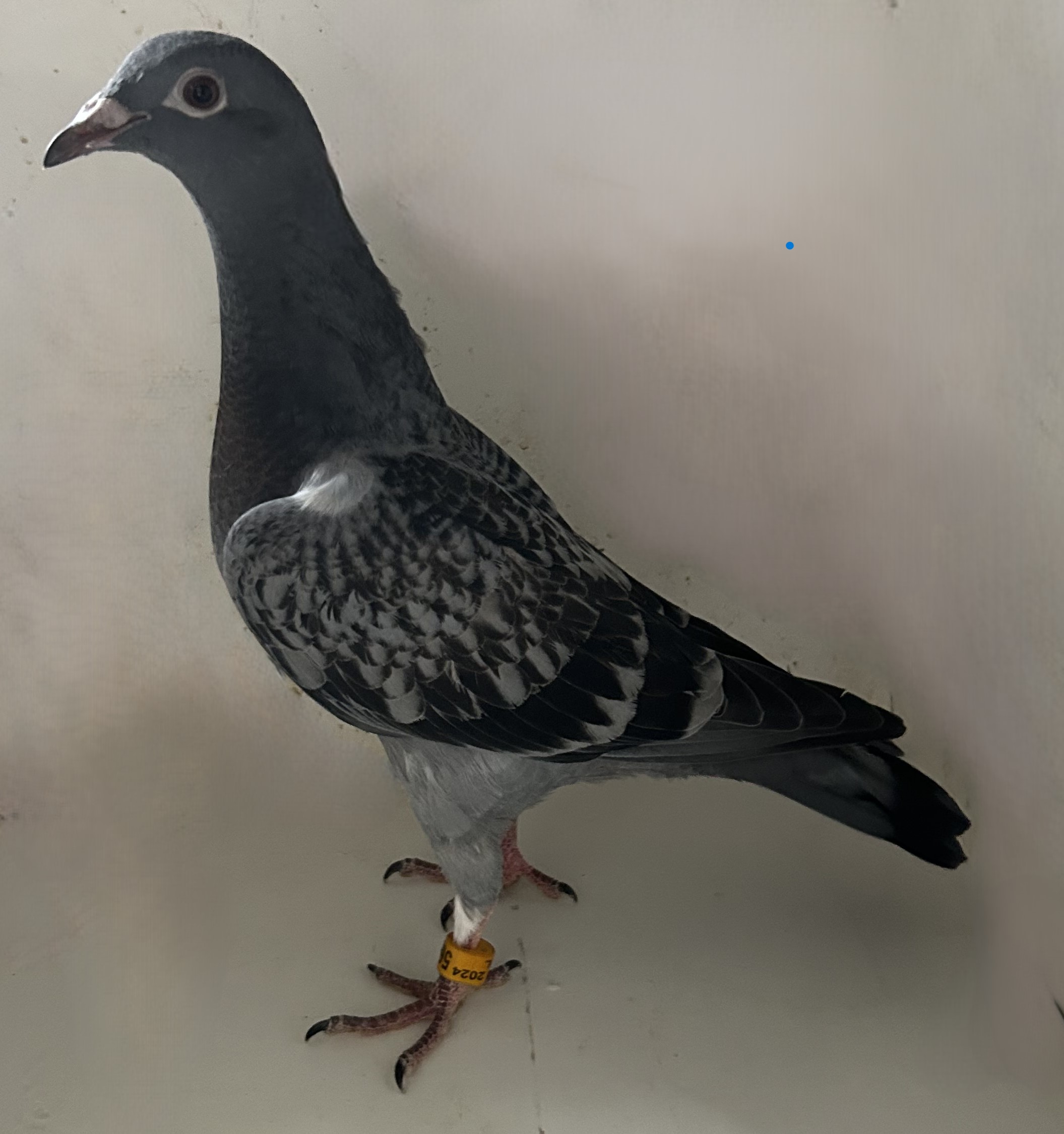 iPigeon.com - Racing Pigeon Auction