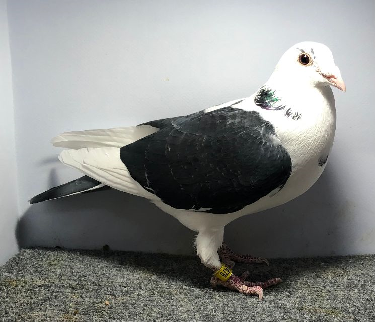 2476 WICK AU 2024 DCSP Hen