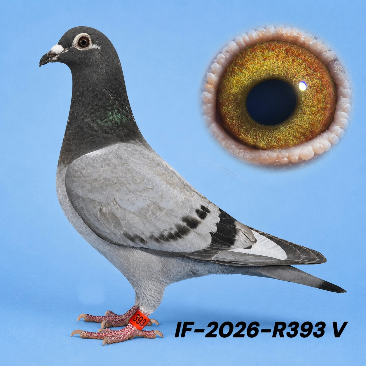 Van den Bulck × Remco Dynasty