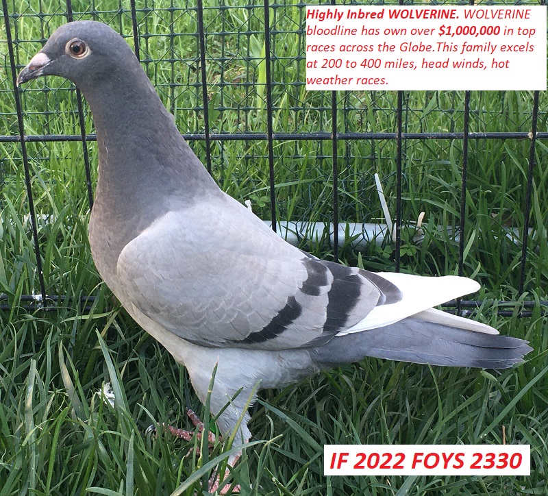 iPigeon.com - Racing Pigeon Auction