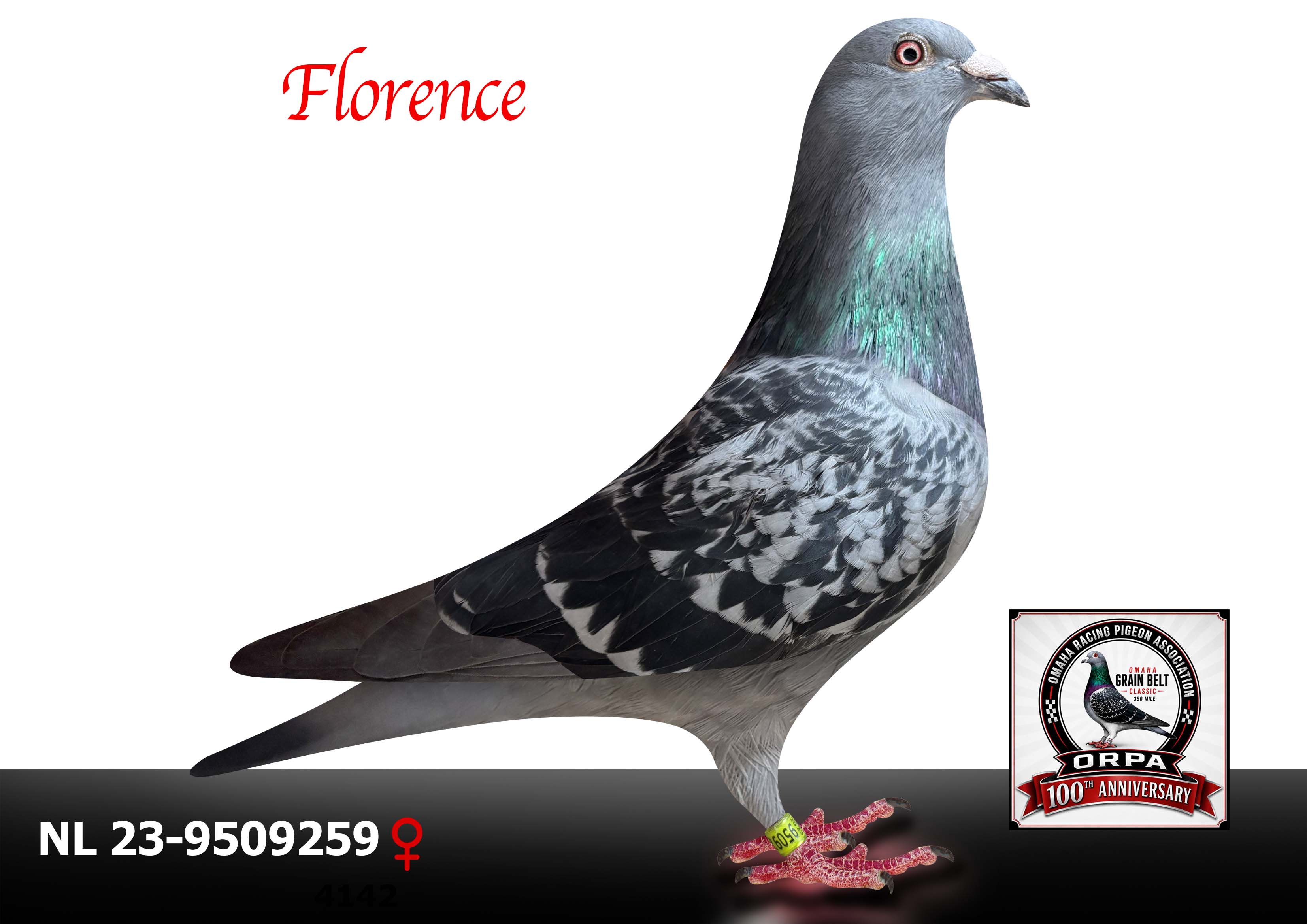 NL 23-9509259 Hen