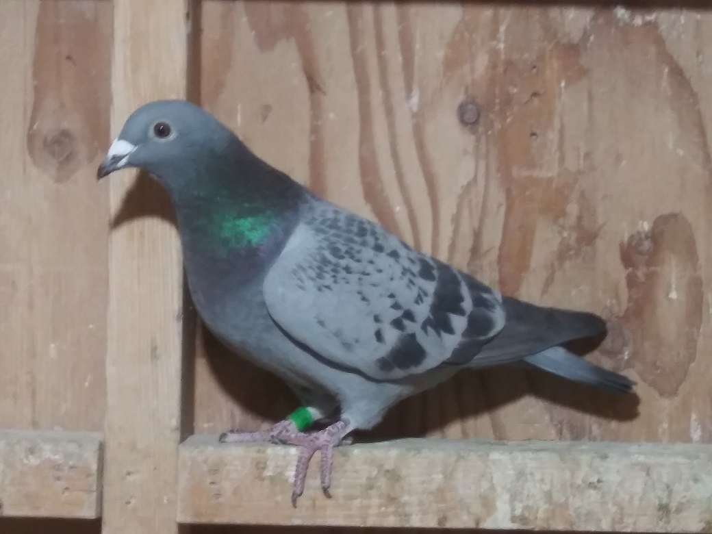 GS-8383/2018 BC Van Loon Hen , Proven Foundation Breeder 