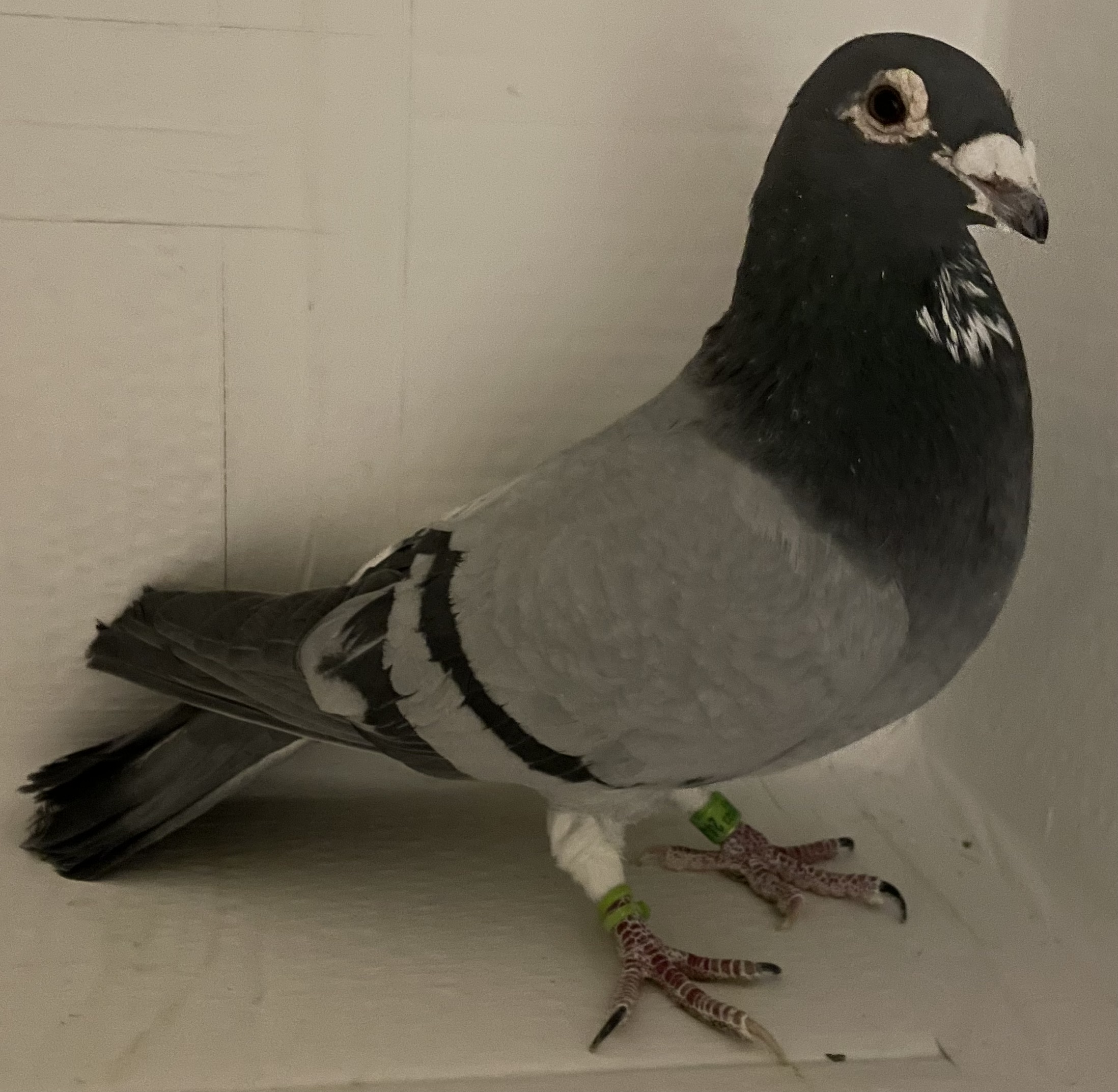 AU 2023 ARPU 24488 BBWFC