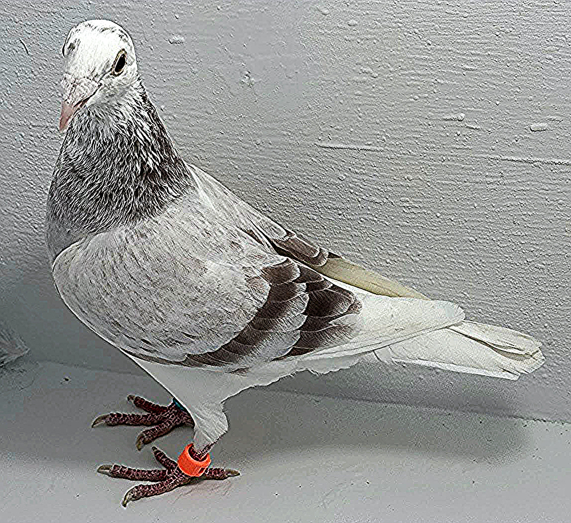 AU 20128 AA 2025 Pure Paul Sion Cock