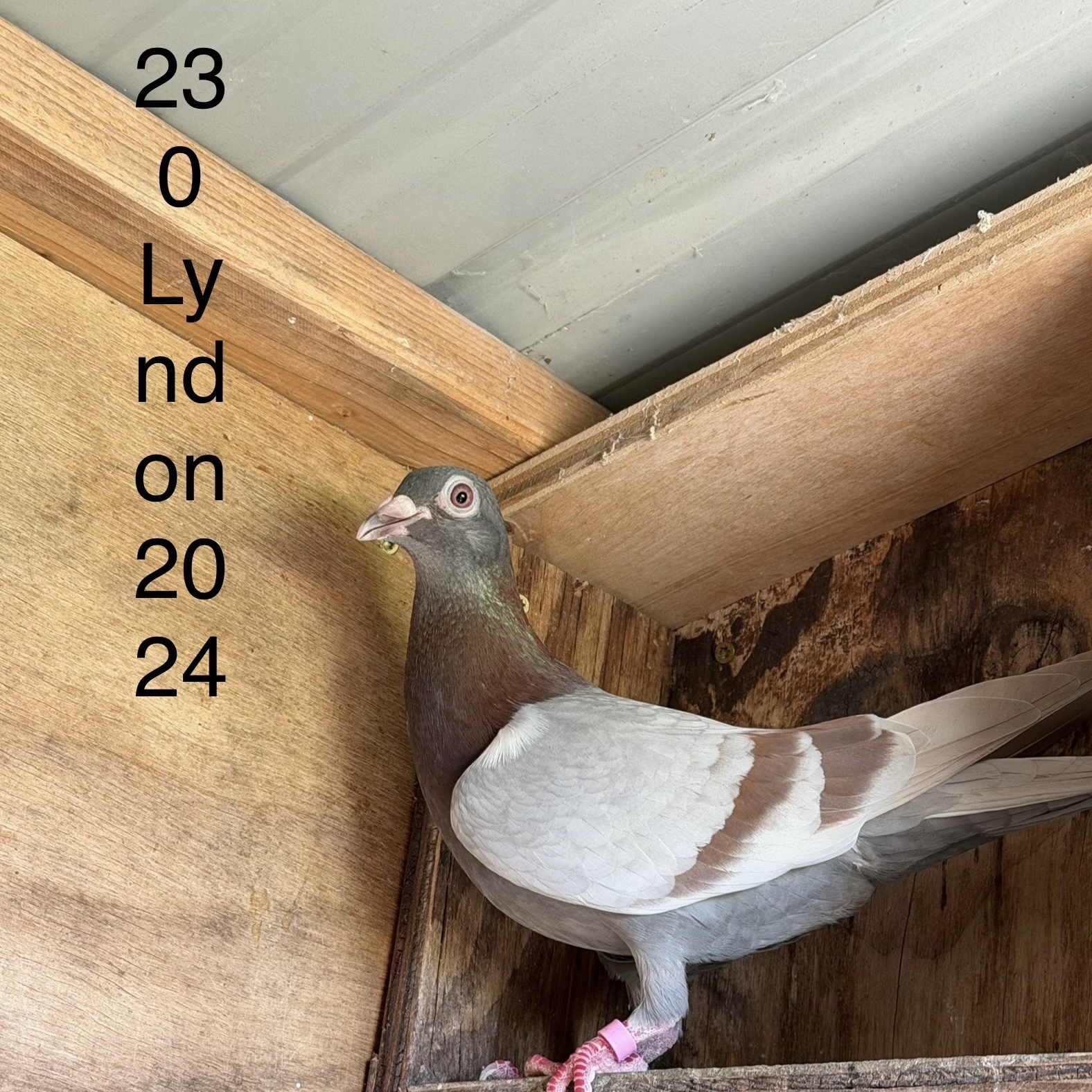 Preview Image 1