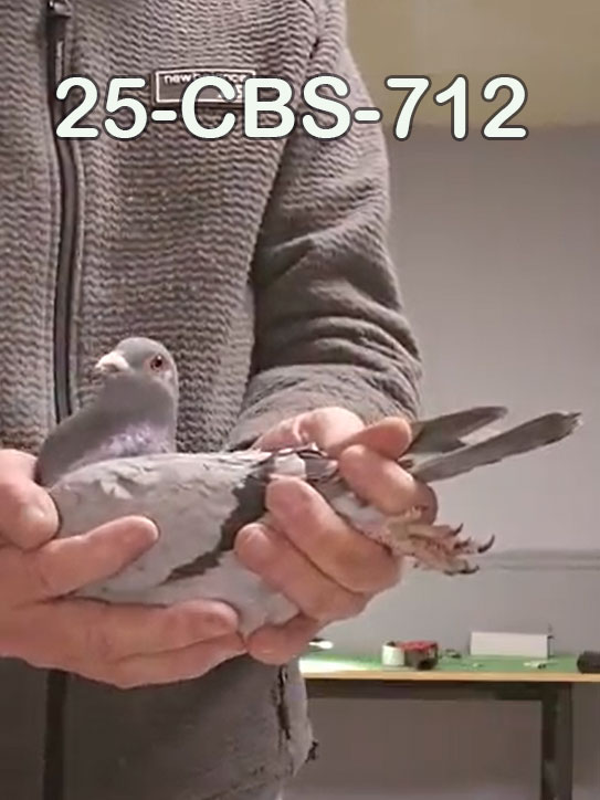 25-CBS-712 Blue male.