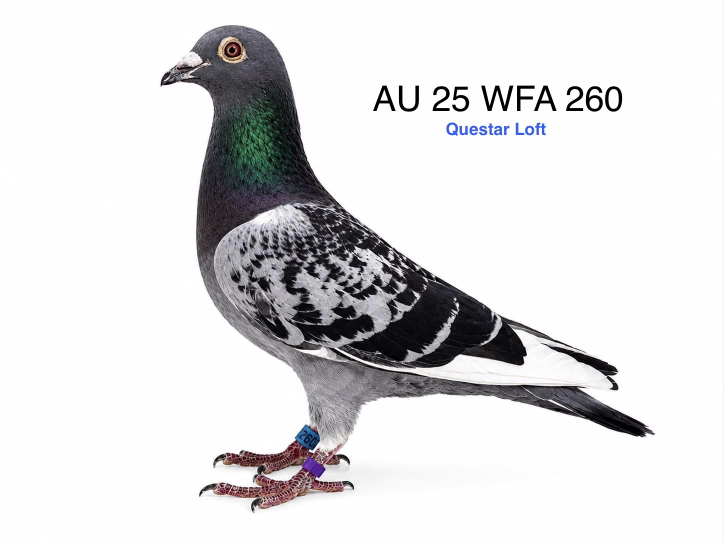 AU 25 WFA 260, Blue Check WFT Cock