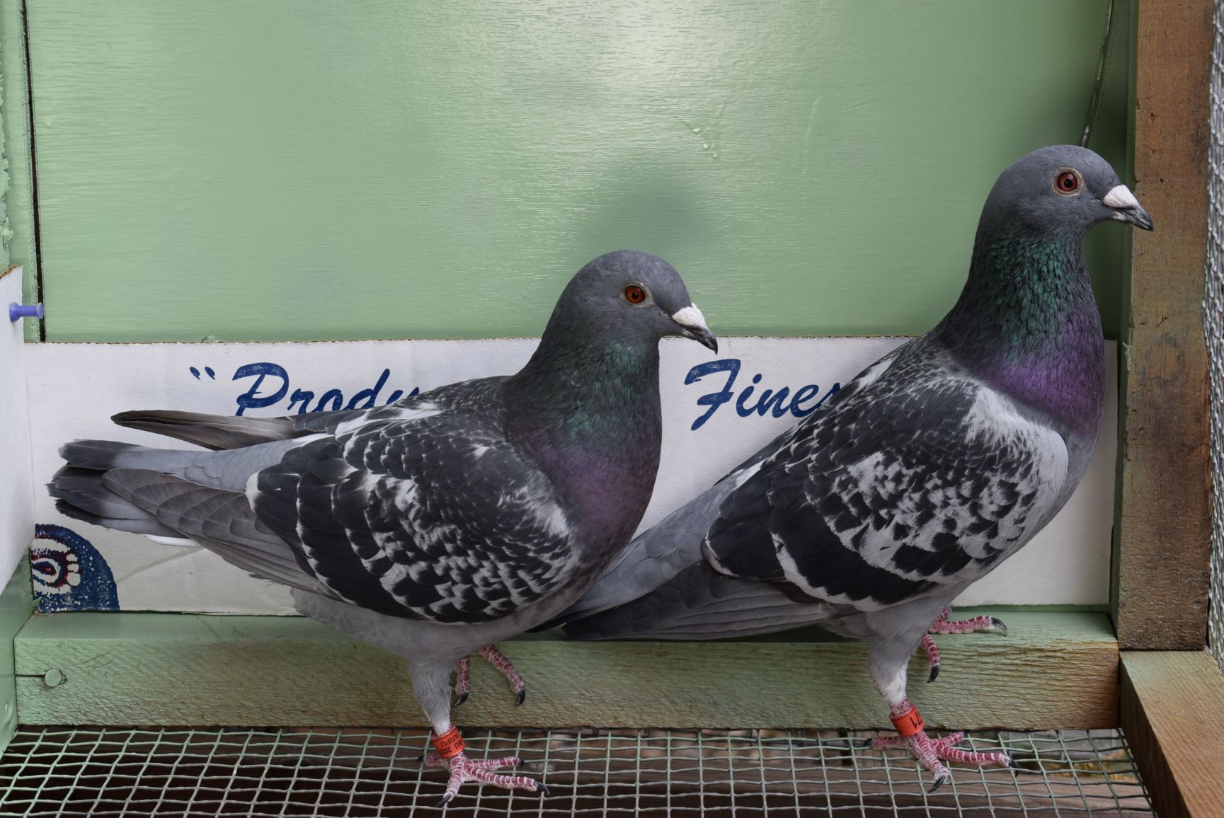 iPigeon.com - Racing Pigeon Auction