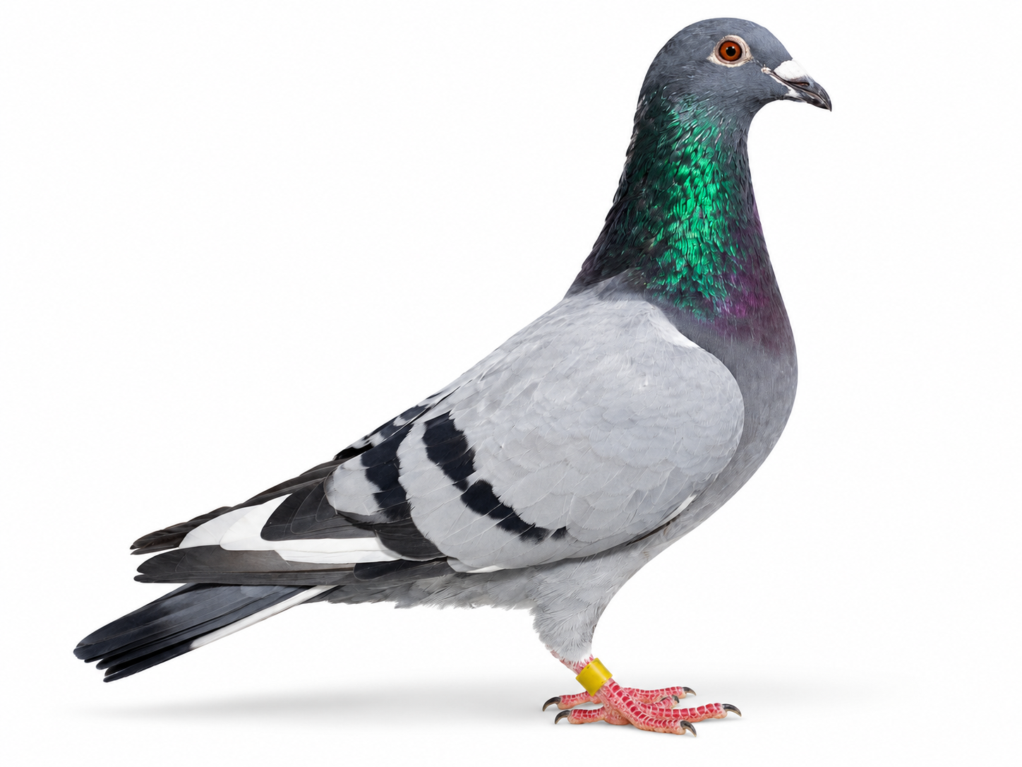 iPigeon.com - Racing Pigeon Auction