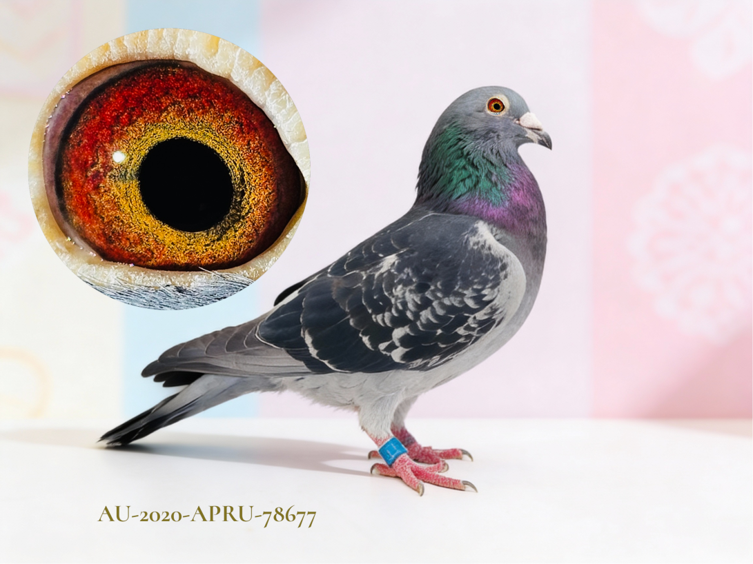 Super Jan Arden fown to 611 Miles