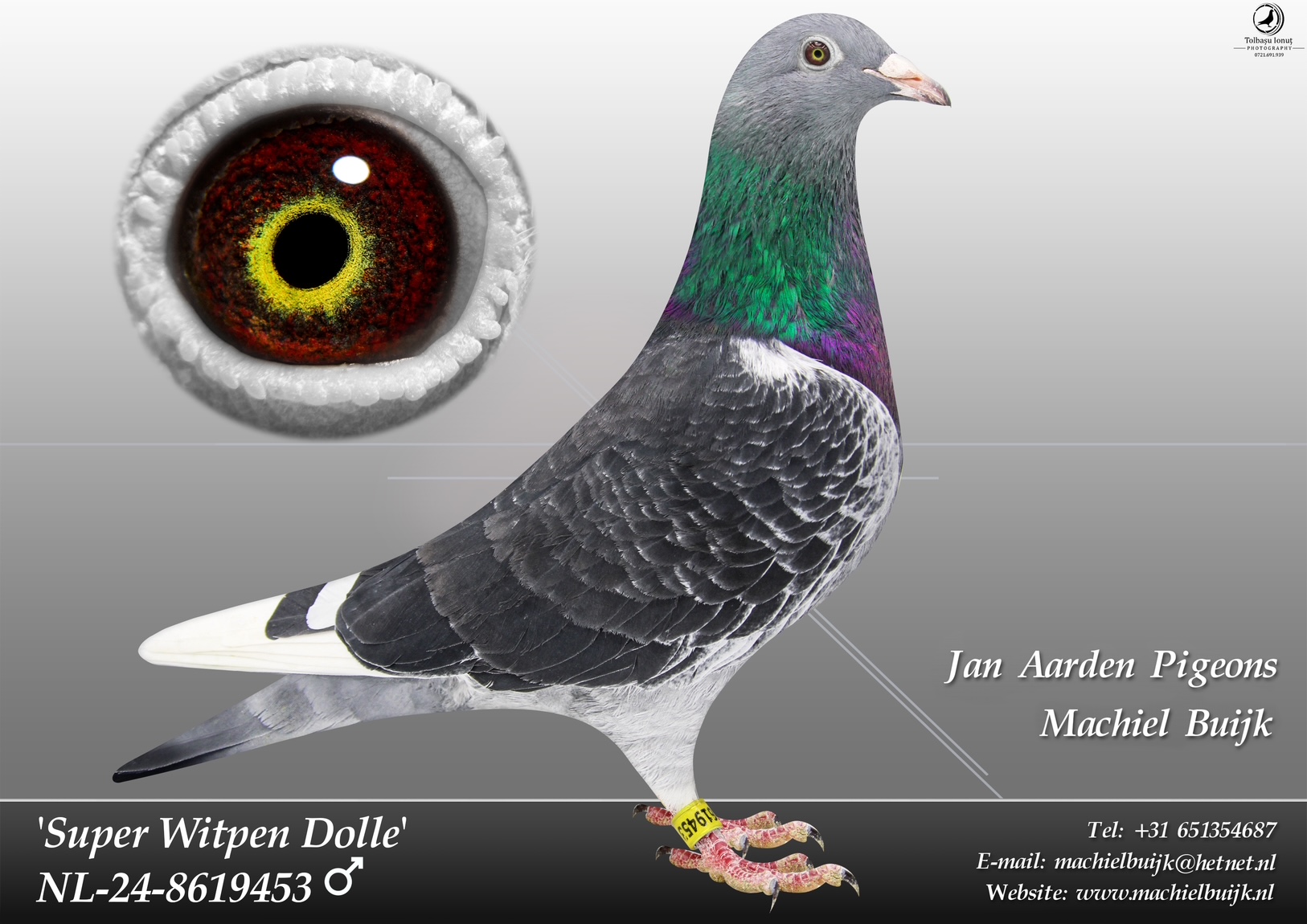 NL 24-8619453 Super Witpen Dolle