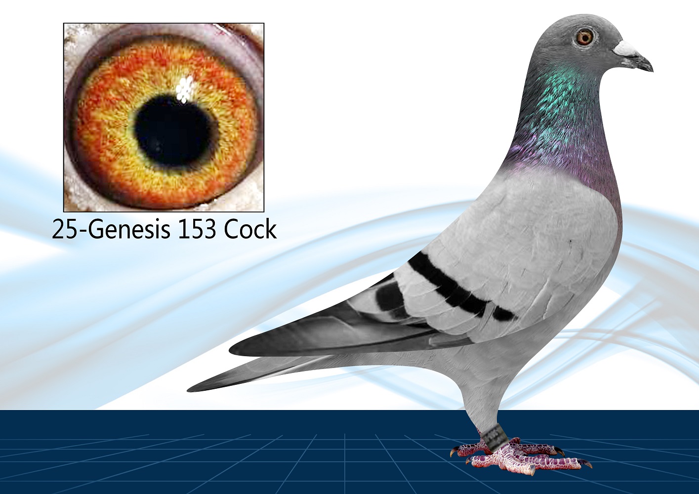 25-153(Cock) Top OLR Bloodline