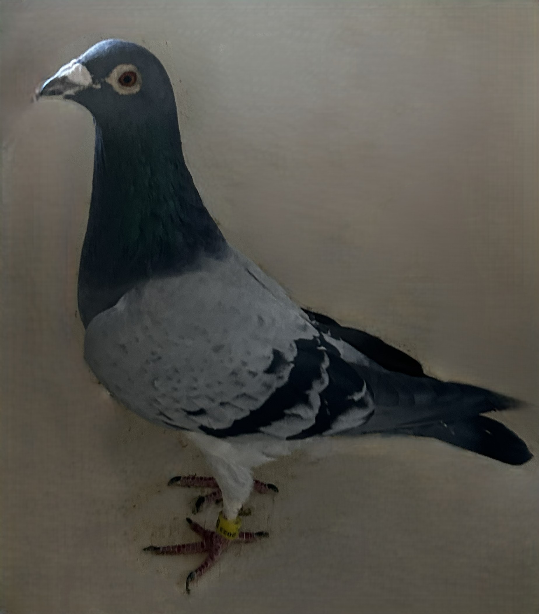 2023 Neil 56994 "Ornat" X "Super 46" BB Pens Cock