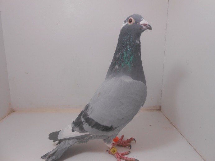 24-TURK-4144