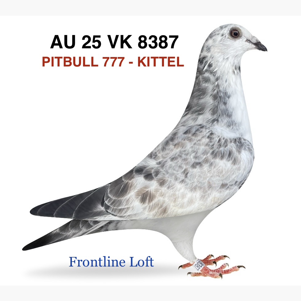 PITBULL 777 - KITTEL 