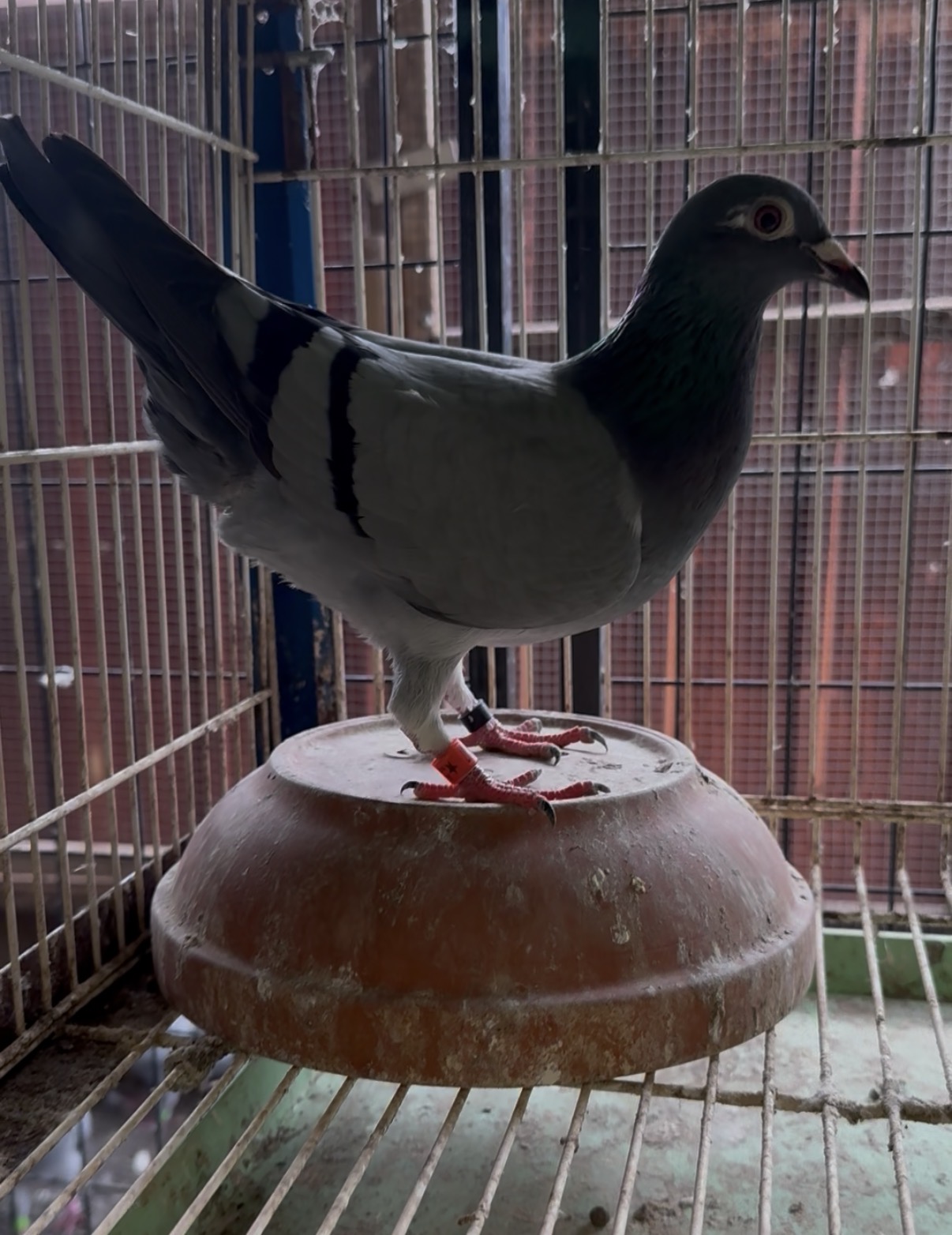 Preview Image 2