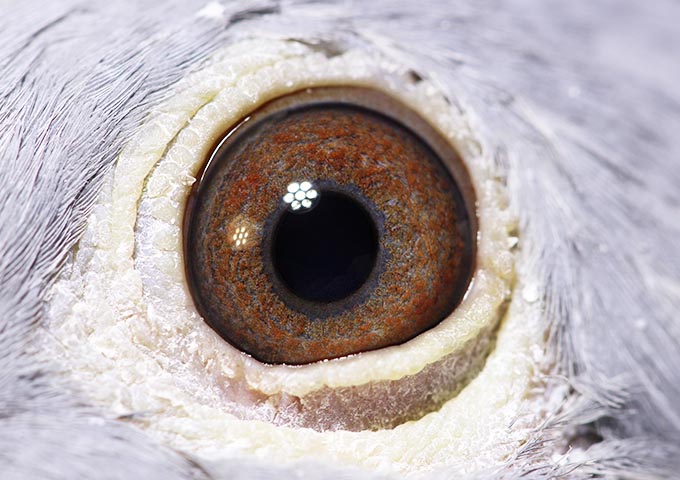 JCA LOFT  Year 2022  and  AU-25-BMR-565  