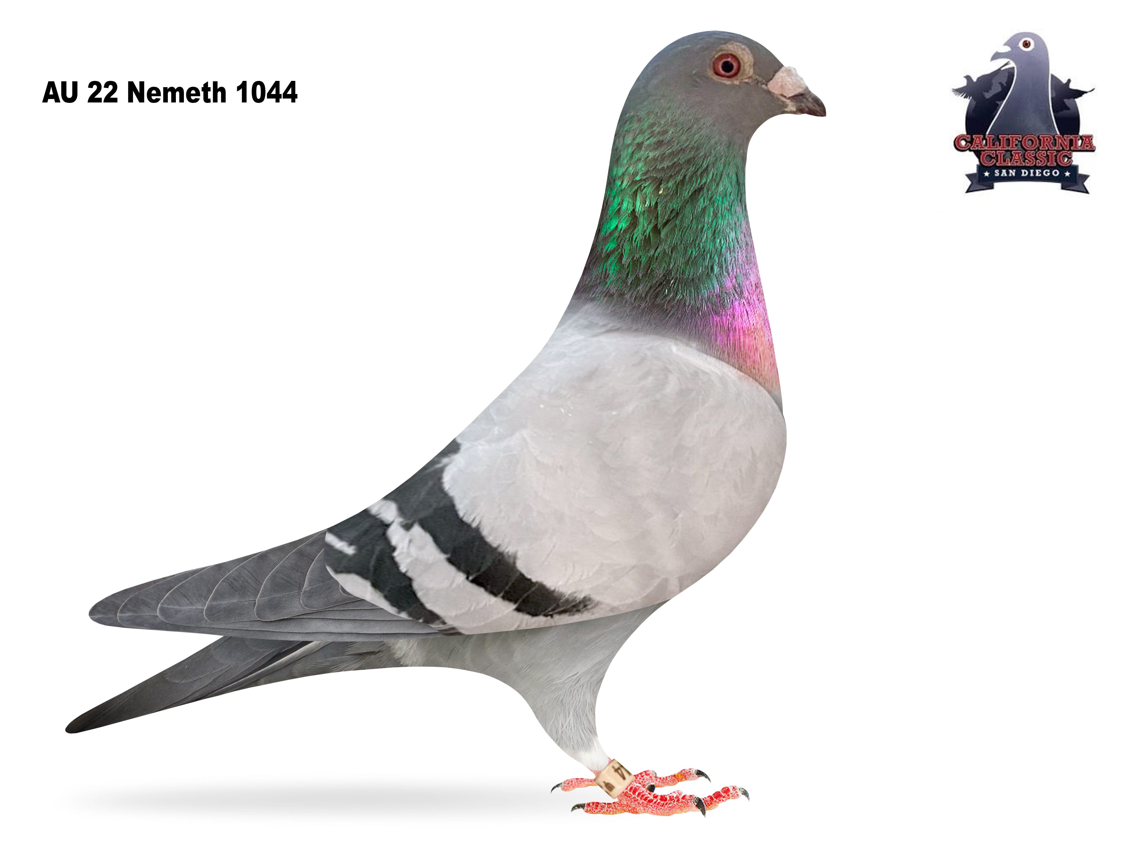 Lot 32. 2022 Nemeth 1044 Hen 