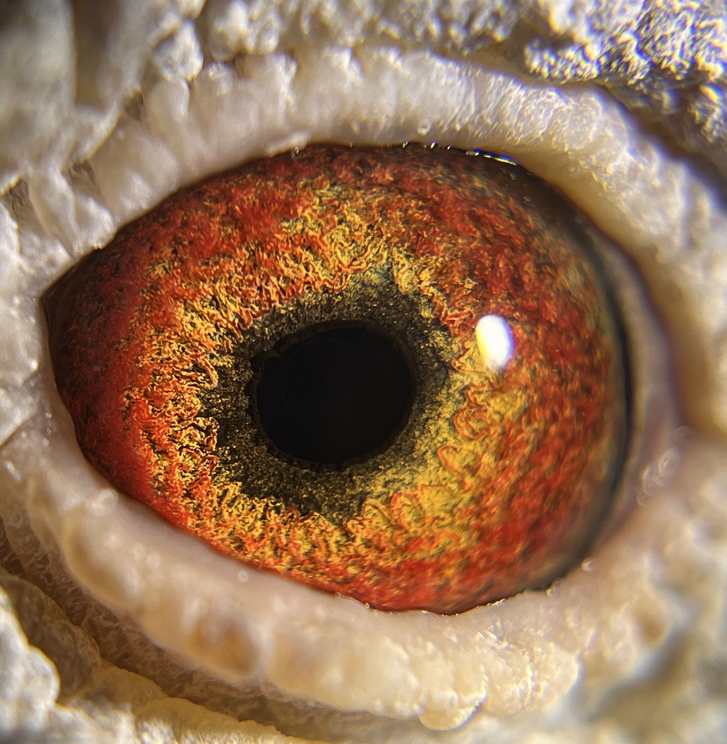 Preview Image 2