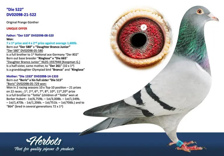Daughter of World Famous 520 of Gunter Prange