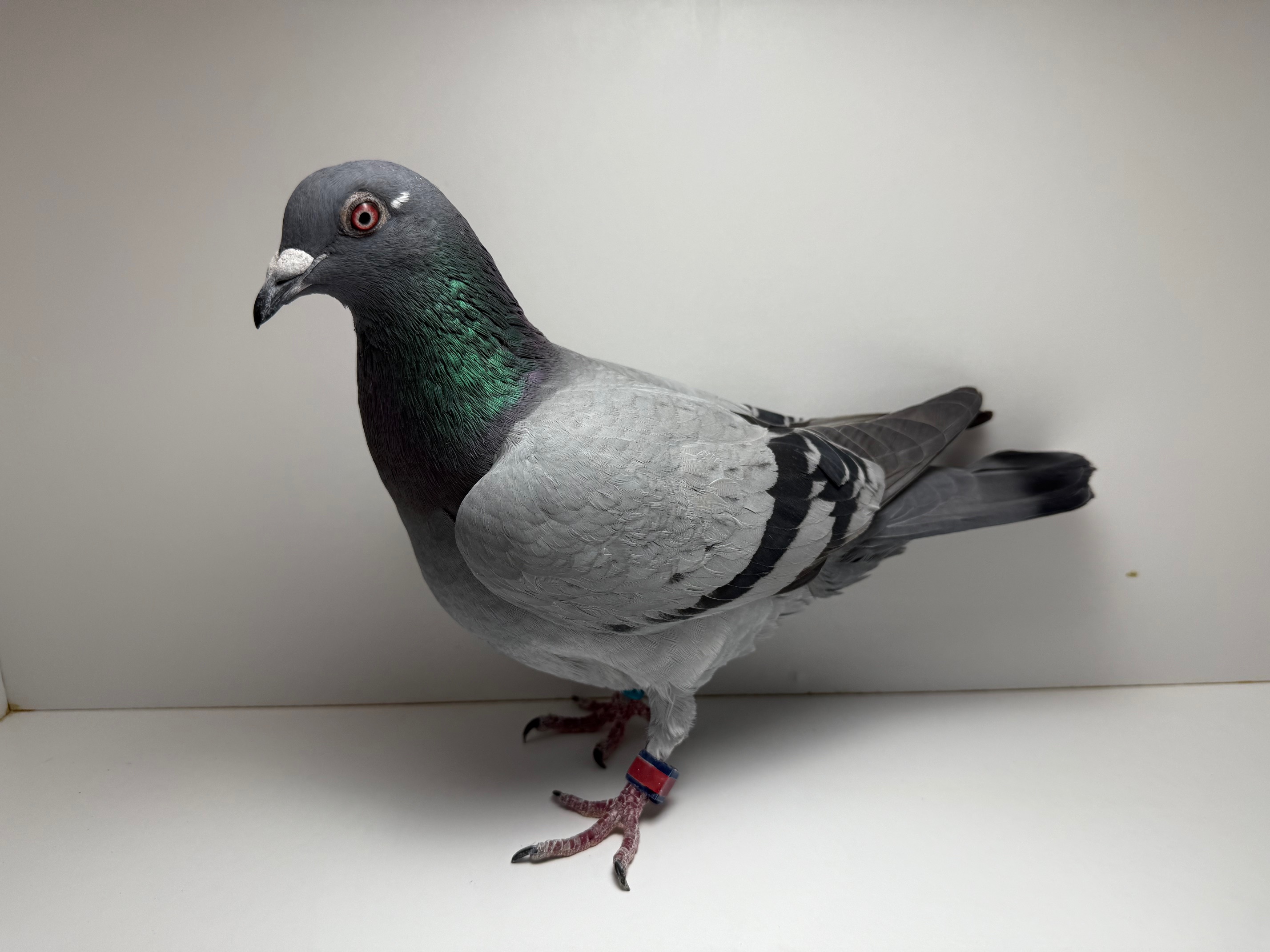 SAAD, Mila, Sir Halover, Star Boy Family