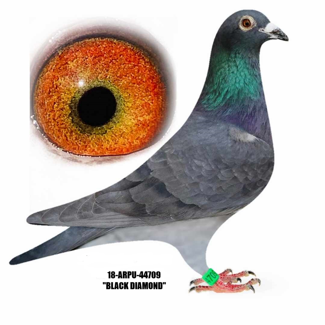 18-ARPU-44709 Black Hen.