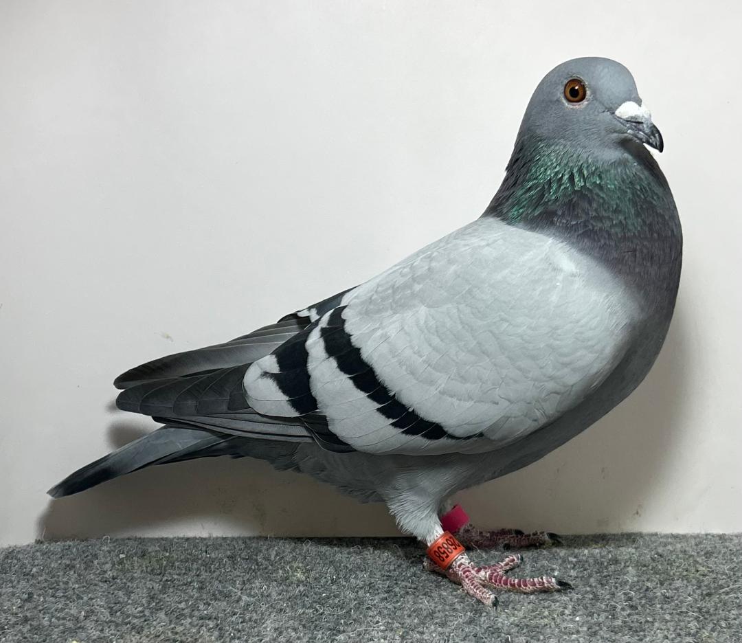 26858 RMR AU 2026 BB Hen