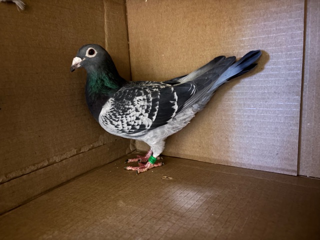 Direct out of Imports Jelle Jellema 