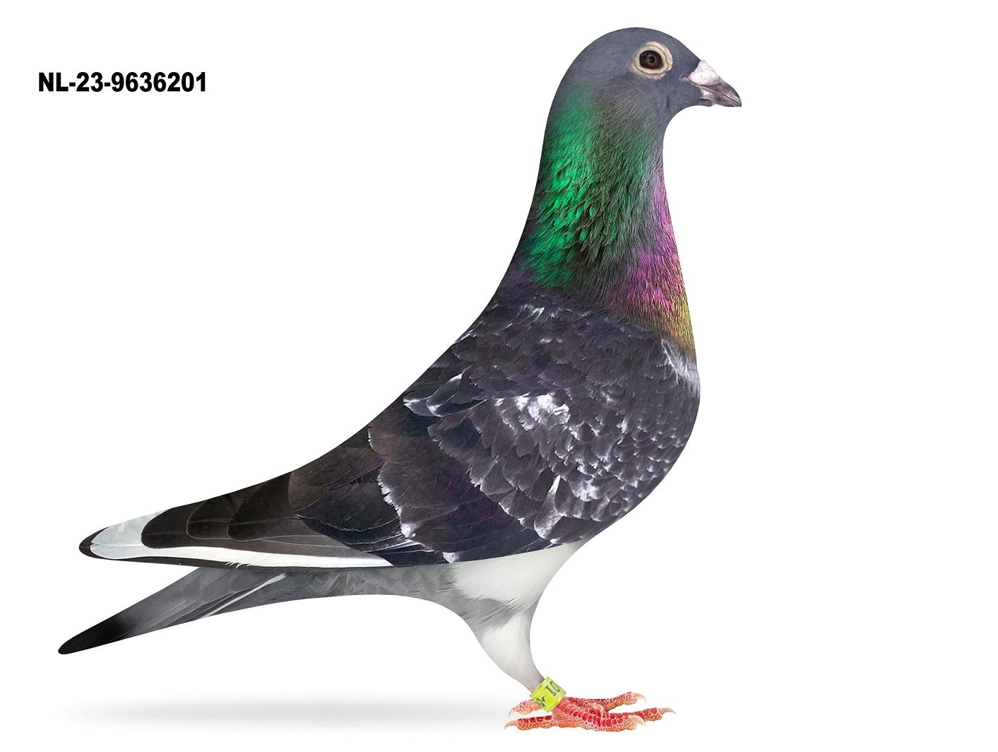 NL 23-9636201 “Boss Dolle”