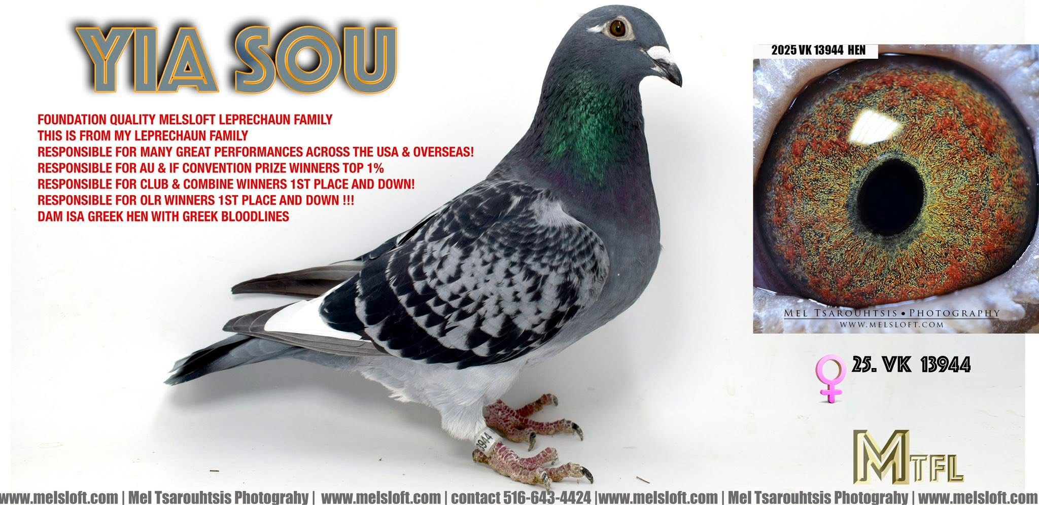 2025 VK 13944 BCWF HEN  - YIA SOU