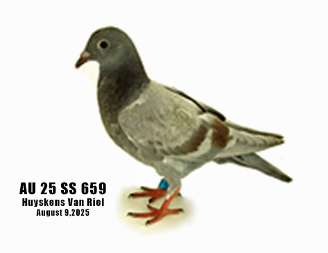 AU 25 SS 659 100% Huyskens Van Riel