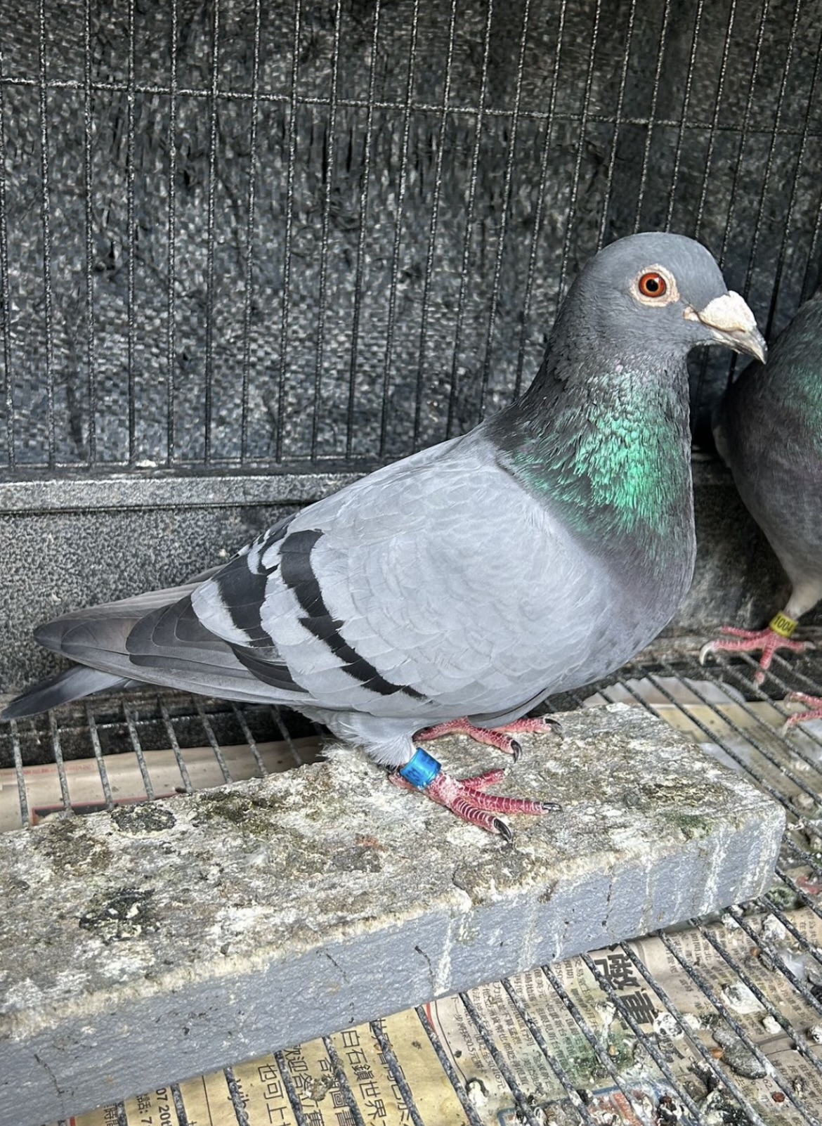 Tony Loft 15131-20 — De Rauw-Sablon Racing Pigeon